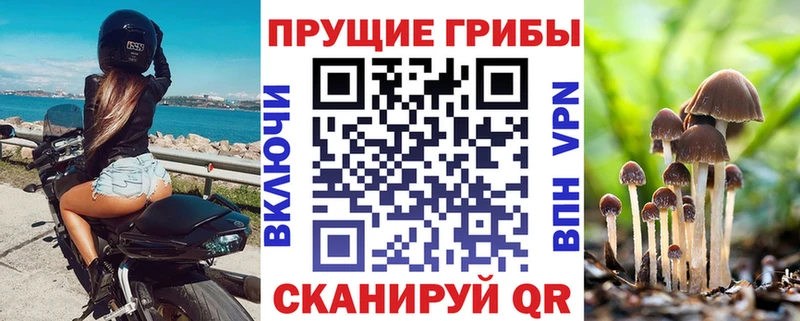 наркота  Карабаново  Псилоцибиновые грибы Psilocybe 
